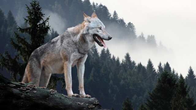 Lobo Salvaje