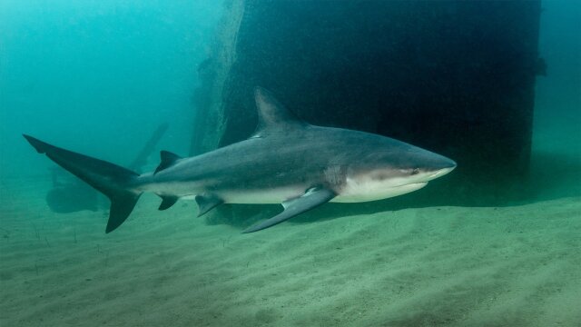 Sharks of Ghost Island