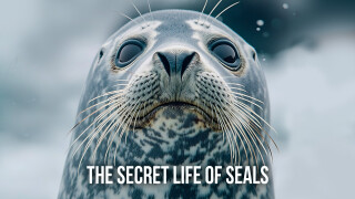 The Secret Life of Seals