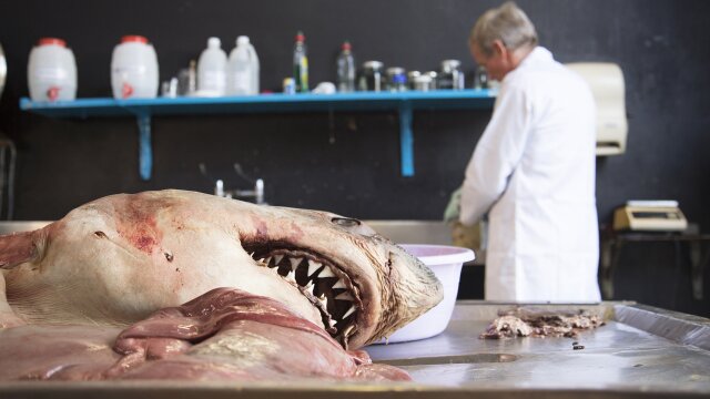 Tiburones caníbales