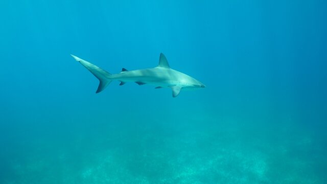 Sharks of the Bermuda Triangle