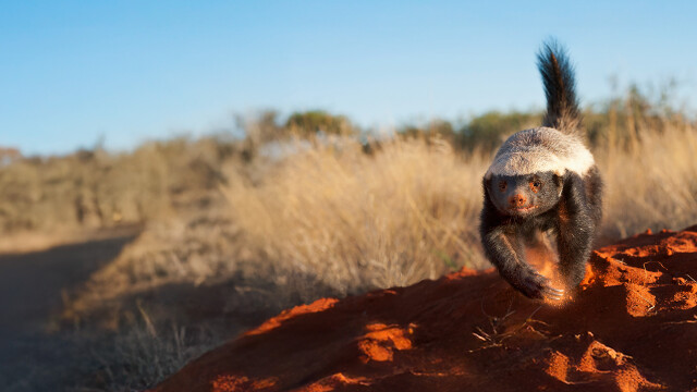 Ultimate Honey Badger
