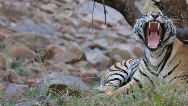 Living With Big Cats