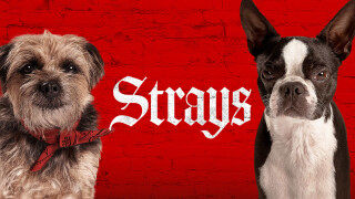 Strays