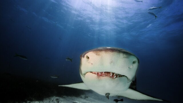 The Secret Life of Lemon Sharks