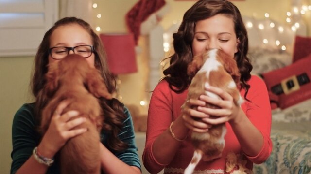 Project: Puppies for Christmas