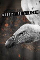Buitre Al Acecho