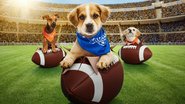 Puppy Bowl XXI