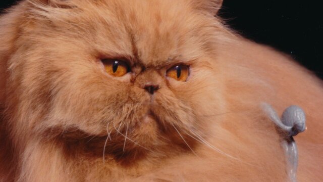 Cherry Pop: The Story of the World's Fanciest Cat