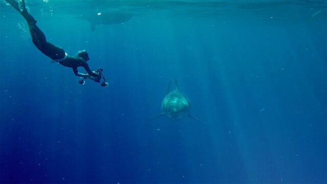 World's Biggest Great White?