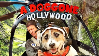 A Doggone Hollywood