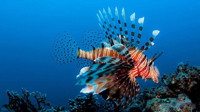 Lionfish: The New Pirates of the Caribbean