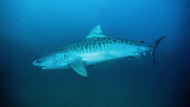 Tiger Shark King