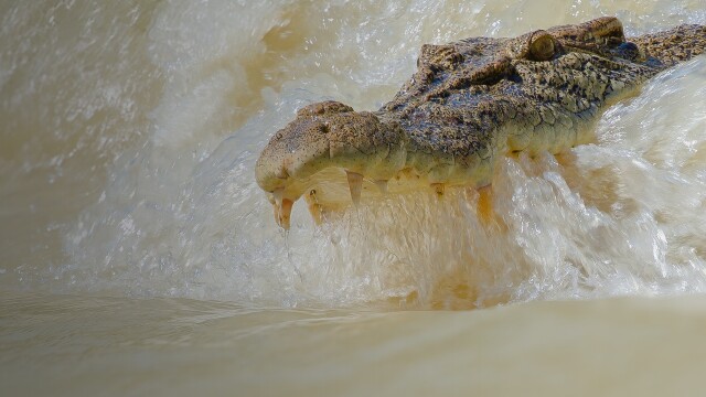 Crocodile - Australia's Greatest Survivor