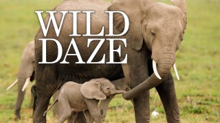 Wild Daze