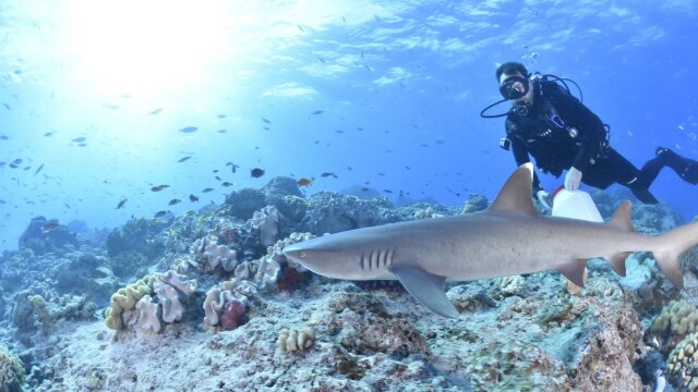 Shark Movers: Deadly Cargo