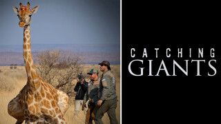 Catching Giants
