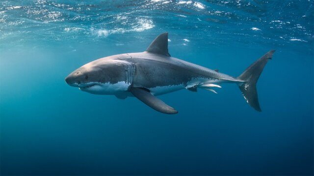 Great White Double Trouble