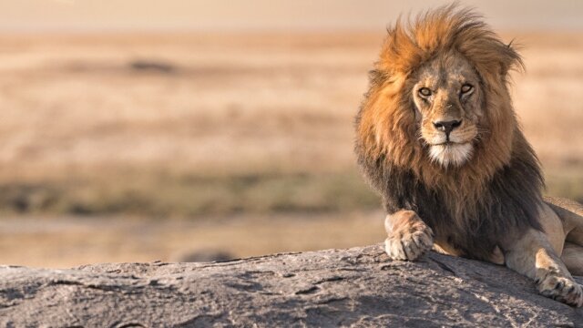 Fear on the Savannah