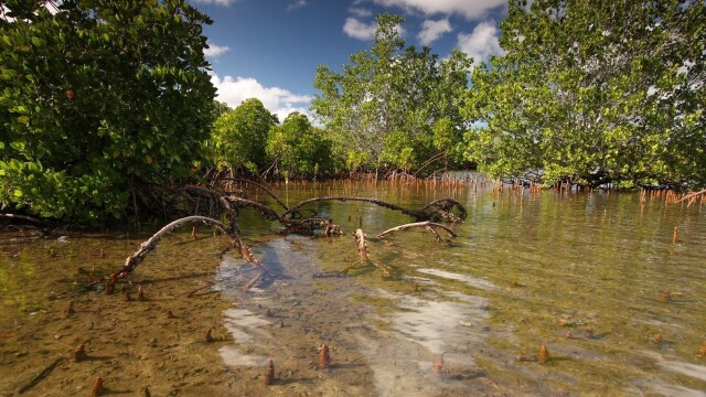 The Lost Lagoon