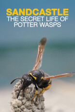 Sandcastle: The Secret Life of Potter Wasps