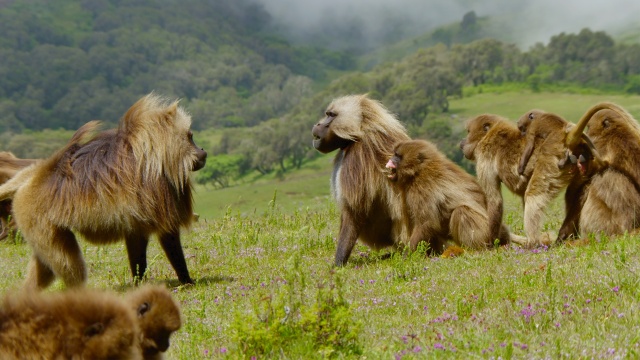 Baboons: Rules of the Troop