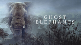 Ghost Elephants