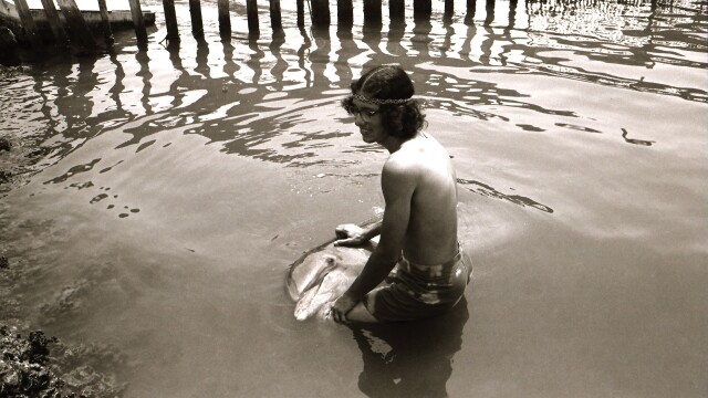Dolphin Lover