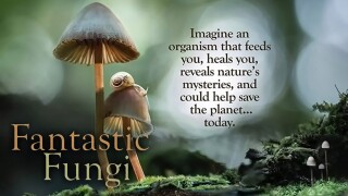 Fantastic Fungi