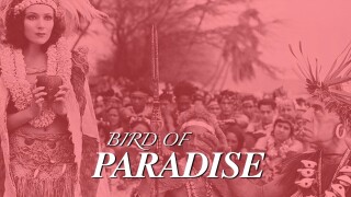 Bird of Paradise