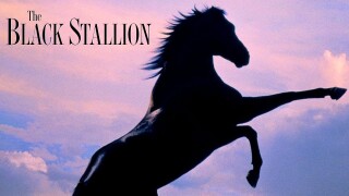The Black Stallion