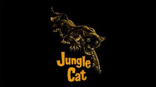 Jungle Cat