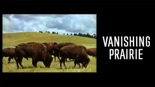 Vanishing Prairie