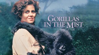 Gorillas in the Mist
