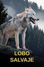 Lobo Salvaje