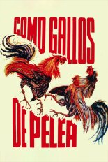 Como gallos de pelea