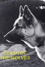 Clash of the Wolves
