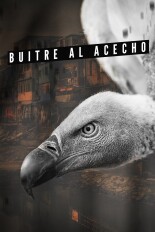 Buitre Al Acecho