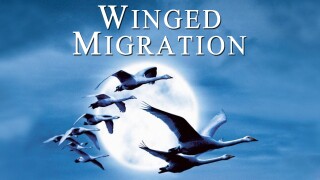 Winged Migration