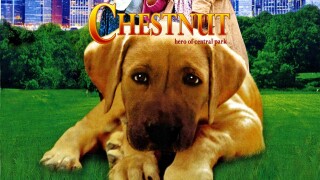 Chestnut: Hero of Central Park