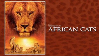 African Cats