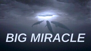 Big Miracle