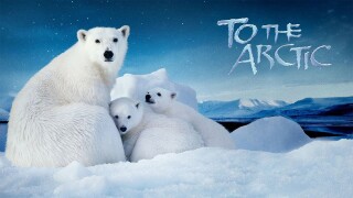 To the Arctic