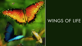 Wings of Life
