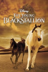 The Young Black Stallion