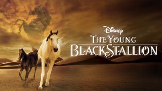The Young Black Stallion