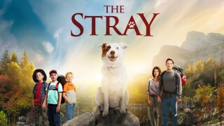 The Stray