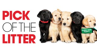 Pick of the Litter