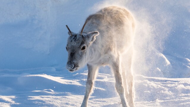 A Reindeer's Journey