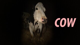 Cow
